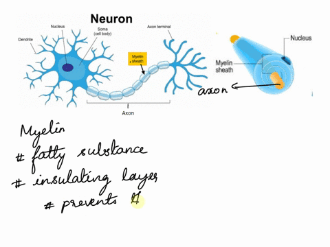 which-of-the-following-is-a-factor-that-determines-the-rate-of-impulse-propagation-or-conduction-velocity-along-an-axona-length-of-the-axon-b-the-number-of-axon-collaterals-extending-from-a-93133