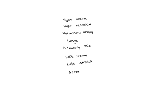 arrange-in-order-put-in-order-arrange-these-heart-structures-in-the-order-_in-which-blood-passes-through-them-assume-the-blood-is-about-to-leave-the-right-atrium-aorta-aortic-semilunar-valve-97992