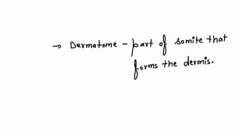 a-dermatome-a-is-a-part-of-the-somite-b-forms-the-ectoderm-c-forms-the-dermis-d-a-and-b-e-a-and-c-2