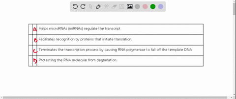 which-of-the-following-are-functions-of-the-5-cap-7-methylguanosine-on-transcripts-check-all-that-apply-helps-micrornas-mirnas-regulate-the-transcript-facilitates-recognition-by-proteins-tha-31365