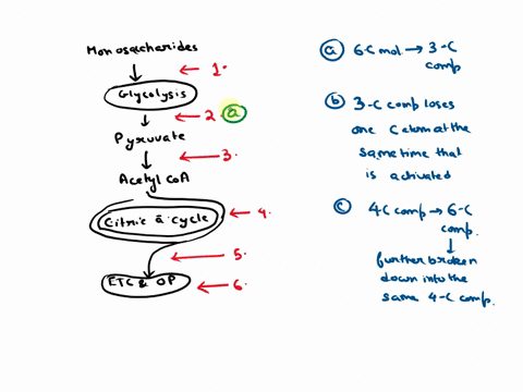 1-in-the-drawing-below-indicate-choose-the-number-ofthe-region-where-each-ofthe-following-a-b-and-c-takes-place-monosaccharides-glycolysis-pyruvate-acetyl-coa-citric-acid-cycle-electron-tran-21676