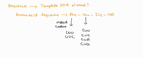 question-13-025-pts-use-the-table-below-to-determine-which-of-the-sequences-of-nucleotides-below-inthe-template-strand-of-dna-would-code-for-the-polypeptide-sequence-phe-leu-ile-val-second-b-88375