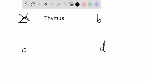 all-of-the-following-are-true-about-thymus-except-select-one-a-is-the-organ-where-t-cell-precursors-mature-b-provid-positive-selection-and-negative-selection-for-t-cells-absent-in-new-born-w-80657