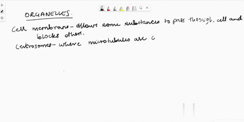 what-are-the-organelles-of-the-animal-cell-their-function-62391