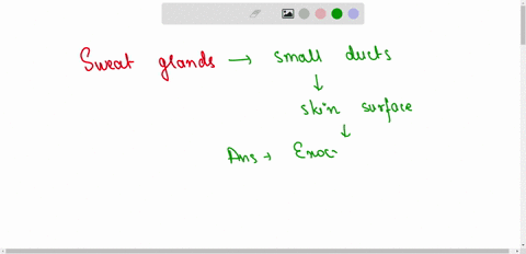 2-sweat-glands-secrete-into-small-ducts-that-lead-to-the-surface-of-the-skin-thus-sweat-glands-are-a-hormone-glands-b-endocrine-glands-c-exocrine-glands-d-none-of-the-above-76675