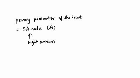 what-conductive-structure-is-the-primary-pacemaker-of-the-heart-sinoatrial-sa-node-bundie-of-his-perkinje-fibers-atrioventricular-av-node