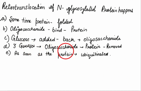retrotranslocation-of-n-glycosylated-proteins-happens-at-the-same-time-the-protein-is-folded-by-chaperones-in-the-lumen-of-the-endoplasmic-reticulum-when-the-oligosaccharide-bound-to-the-pro-00034