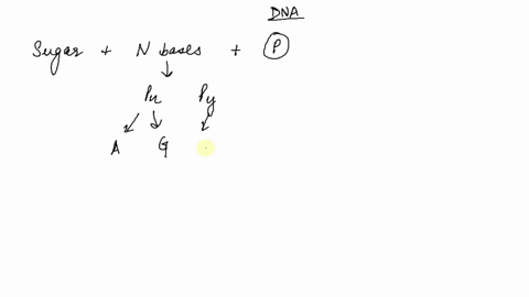 If the rungs of a DNA ladder are the nitrogenous bases, then the sides ...