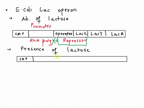 draw-and-describe-the-regulation-of-the-escherichia-coli-lac-operon-in-the-following-situations-1-in-the-absence-of-lactose-disregard-presence-or-absence-of-glucose-2-in-the-presence-of-lact-48686