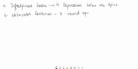 2-match-each-of-the-following-structures-with-the-appropriate-bone-ainfraspinous-fossa-1large-projection-on-the-femur-bobturator-foramen-2sharp-projection-on-the-ulna-cstyloid-process-3-roun-71637