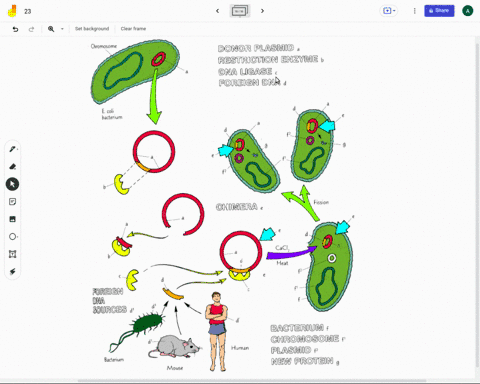 describe-the-roles-of-plasmids-in-genetic-engineering-51239