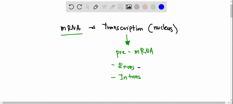 in-eukaryotes-mrna-transcripts-are-synthesised-as-pre-mrna-and-then-subsequently-processed-to-form-mature-mrna-which-of-following-four-descriptions-of-rna-processing-best-describes-the-proce-09367