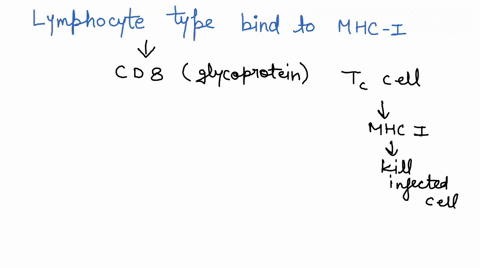 which-lymphocyte-type-can-bind-to-mhc-i-1-cd4-t-helper-cell-2-cd19-b-cell-3-cd16cd56-natural-killer-cells-4-cd8-cytotoxic-t-lymphocyte-62877