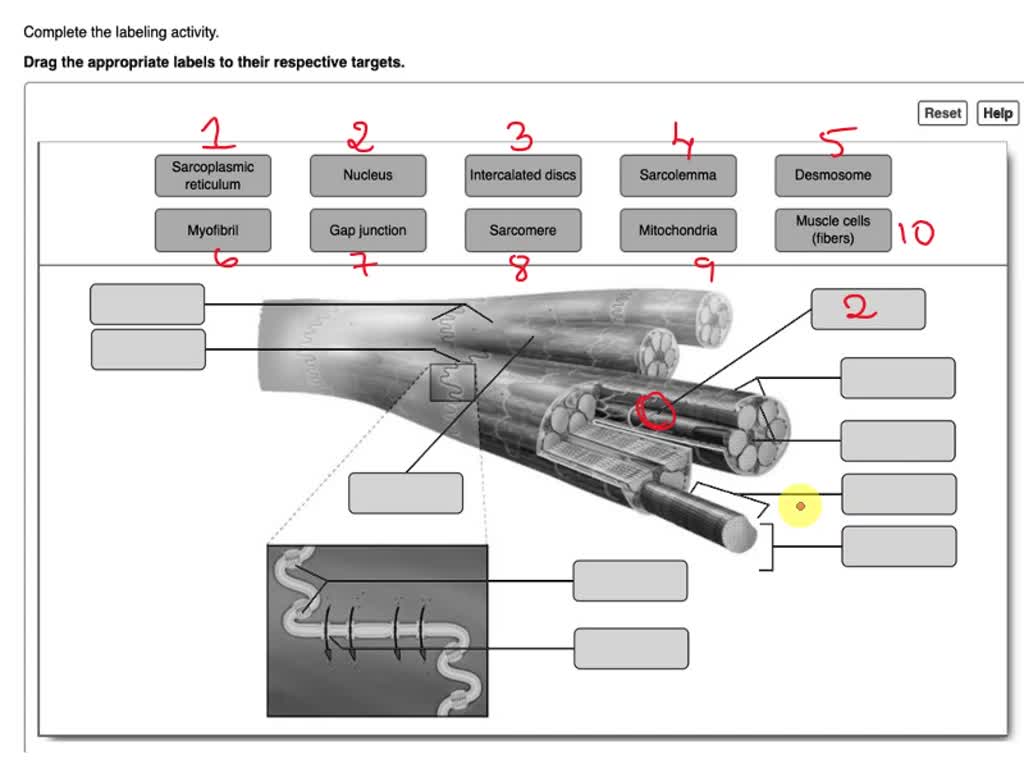 SOLVED: Complete the labeling activity Drag the appropriate labels to ...