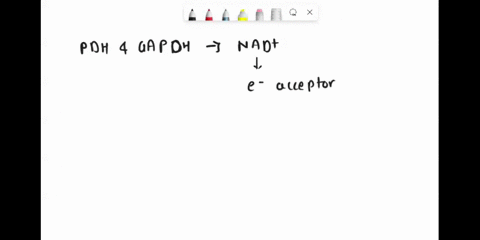 although-both-pyruvate-dehydrogenase-and-glyceraldhyde-3-phosphate-dehydrogenase-use-nad-as-their-electron-acceptor-the-two-enzymes-do-not-compete-for-the-same-cellular-nad-pool-why-66465