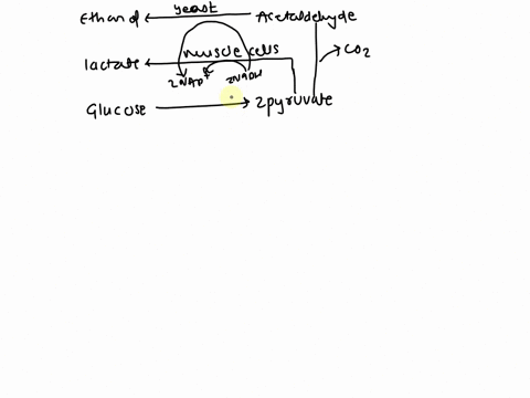 question-6-which-of-the-following-is-not-product-of-fermentation-co2-ethanol-lactate-02-07272