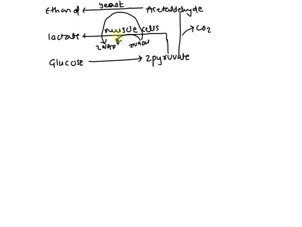 Which Of The Following Is Not A Product Of Fermentation SOLVED: Question 6 Which of the following is not product of