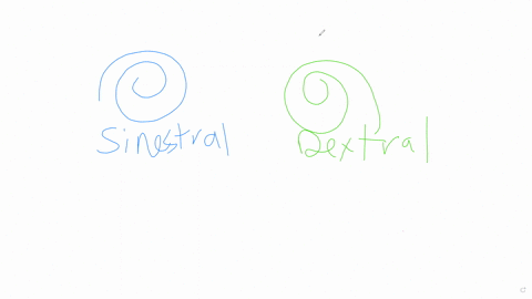 29-snail-shell-coiling-is-determined-by-a-maternal-effect-gene-snail-shells-can-have-either-right-handed-dextral-coiling-or-a-left-handed-sinistral-coiling-dextral-d-is-completely-dominant-t-69767