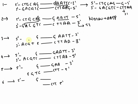 i-thc-double-stranded-dna-below-has-unique-pstl-ctgca-gand-ecori-gaattc-sitet-20-points-ctgca-g-61-acgt-matt-ror-eo-cttaa-g-1-cut-with-ecorl-and-draw-the-resulting-fragment-51-3-points-show-04394