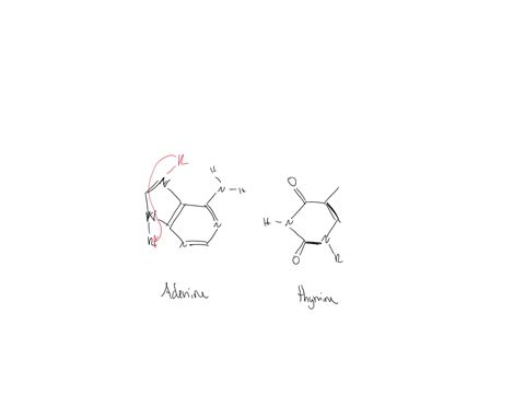 draw-the-hydrogen-bonds-between-the-bases-the-letter-r-represents-the-rest-of-the-nucleotide-the-bases-are-positioned-approximately-as-they-would-be-in-a-dna-double-helix-to-indicate-a-hydro-92399