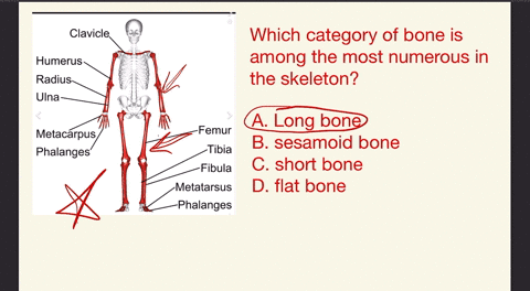 which-category-of-bone-is-among-the-most-numerous-in-the-skeleton-a-long-bone-b-sesamoid-bone-c-shor-33652