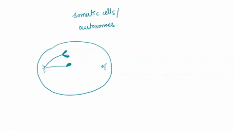 when-this-cell-completes-mitosis-and-cytokinesis-how-many-chromosomes-will-be-in-each-daughter-cell-87358
