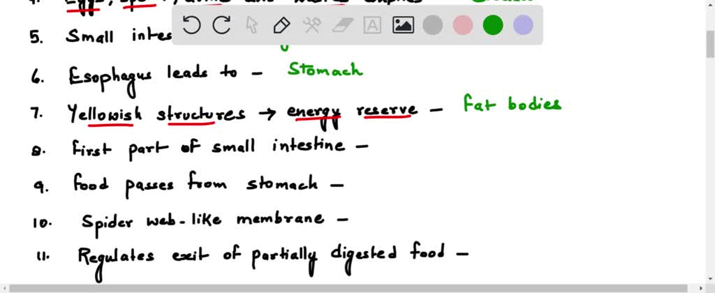 SOLVED: This membrane holds the coils of the small intestine together