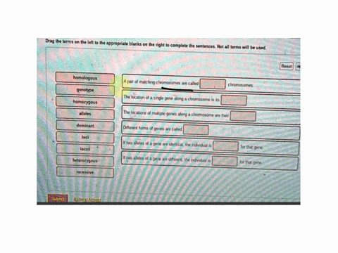 rvi-drag-the-terms-on-the-left-to-the-appropriate-blanks-on-the-right-to-complete-the-sentences-not-all-terms-will-be-used-reset-h-homologous-genotype-a-pair-of-matching-chromosomes-are-call-82503