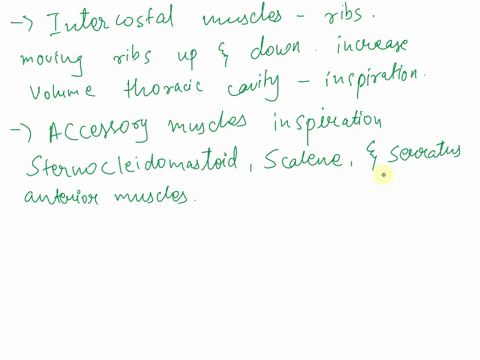 what-are-the-muscles-involved-in-respiration-describe-their-role-in-either-normal-restful-breathing-or-forced-breathin-pick-one-specific-muscle-to-discuss-21145