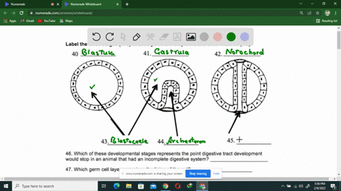 label-the-three-stages-1-3-of-embryonic-development-and-their-features-4-6-40-41-42-43_-45_-46-which-of-these-developmental-stages-represents-the-point-digestive-tract-development-would-stop-34126