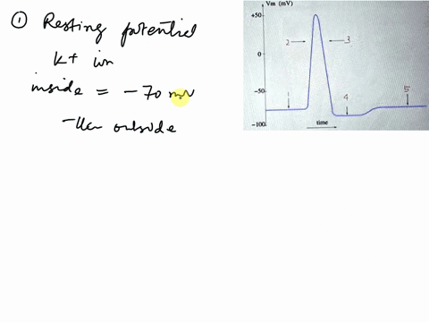vmmv-50-0-1001-time-answar-the-following-guestions-about-this-graph-in-your-own-words-1-identify-this-stage-and-tho-ion-and-charge-outside-the-neuron-and-the-ion-and-charge-inside-2-name-tho-17084