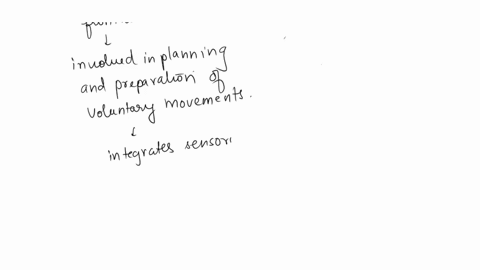 what-portion-of-the-brain-would-be-damaged-if-one-lost-the-ability-to-perform-skilled-repetitive-motor-activities-such-as-piano-playing-spinal-cord-premotor-cortex-motor-association-area-05958