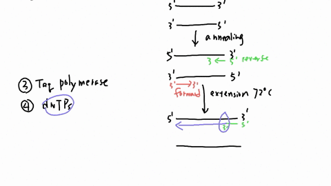 biol160-lab-6-part-1-name-______________________________________-post-lab-questionsyou-added-a-pcr-master-mix-to-each-sample-list-all-of-the-ingredients-that-must-be-in-this-master-mix-to-al-35824