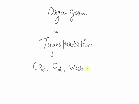 which-body-system-is-primarily-responsible-for-transporting-oxygen-carbon-dioxide-nutrients-and-waste-throughout-the-body-62695