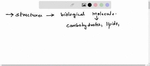 describe-the-structures-of-representative-biological-molecules-and-relate-structures-to-functions-28981