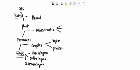 name-types-of-simple-tissues-where-is-apical-meristem-found-what-are-the-types-of-xylem-name-then-40368
