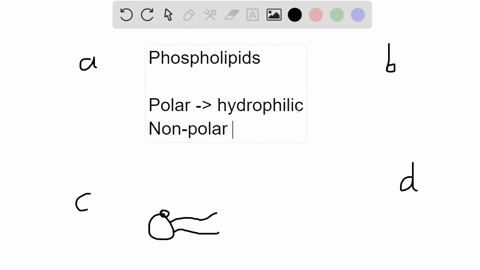 why-do-phospholipids-tend-to-spontaneously-orient-themselves-into-something-resembling-a-membrane-a-phospholipids-are-amphipathic-molecules-the-polar-head-faces-towards-water-and-the-nonpolar-fatty--2