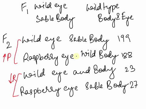 5_-in-drosophila-males-from-a-true-breeding-stock-with-raspberry-colored-eyes-were-mated-to-females-from-a-true-breeding-stock-with-sable-colored-bodies-in-the-f1-generation-all-the-females-68883