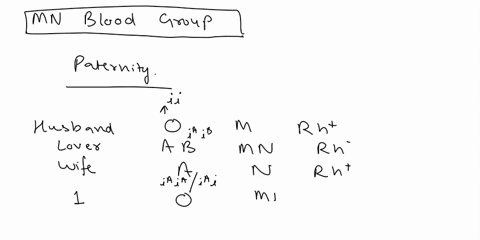 consider-two-blood-polymorphisms-that-humans-have-in-addition-to-the-abo-system-two-alleles-lmathrmm-47877