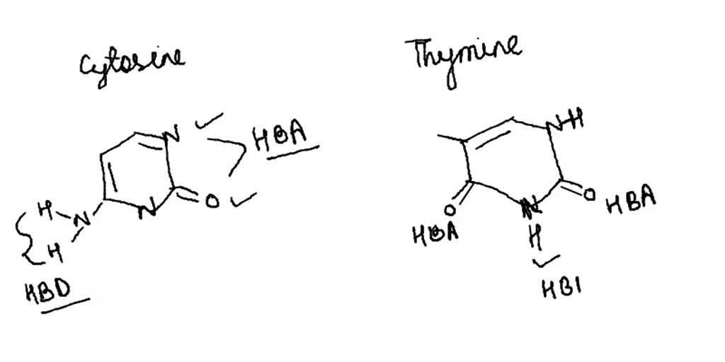 SOLVED 5Bromouracil is an analog of thymine that normally pairs with adenine. Its rare
