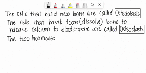 name-the-cells-that-build-new-bone-name-the-cells-that-break-down-dissolve-bone-to-release-stored-calcium-into-the-bloodstream-what-two-hormones-play-a-role-in-regulating-calcium-levels-in-b-10784