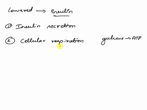 blood-glucose-level-lowered-released-beta-cells-of-the-hormone-organ-name-of-process-to-store-energy-for-later-use-now-increased-cellular-uptake-of-glucose-can-be-broken-down-by-name-of-proc-17185