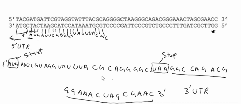 below-is-part-of-a-genes-dna-sequence-no-promoter-introns-o-terminator-are-shown-tacgatgattcgtaggtatttacgcaggggctaagggcagacgggaaactagcgaacc-3-atgctactaagcatccataaatgcgtccccgattcccgtctgcccttt-77055