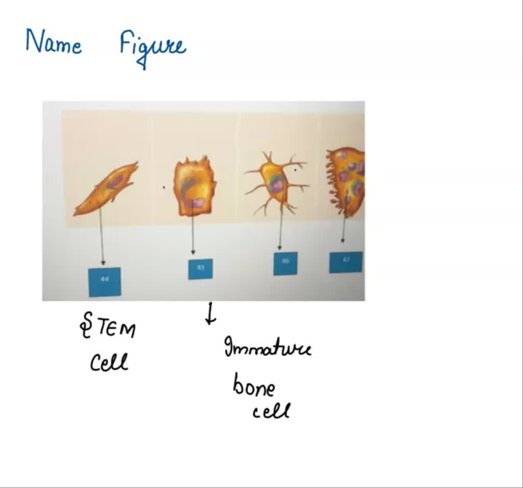 Cell Types Labels SOLVED: NAME THE FIGURER AND LABEL 4 TYPES OF CELLS