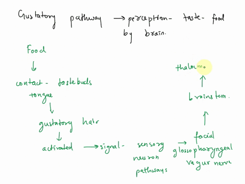 1-in-your-own-words-write-out-the-gustatory-pathway-and-explain-2-in-your-own-words-name-and-explain-the-reflex-arc-efferent-and-afferent-nerves-receptors-effectors-and-integration-center-fo-02152