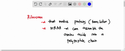 enzymes-function-as-catalysts-for-chemical-reactions-what-chemical-reaction-does-the-ribosome-catalyze-a-makes-a-covalent-bond-called-the-phosphodiester-bond-that-connects-two-nucleotides-br-65527