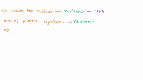 also-inside-the-nucleus-is-the-chromatin-chromosomes-nucleolus-which-contains-ribosomal-rna-the-eukaryotic-cell-contains-varicty-of-structures-in-the-cytoplasm-the-ribosomes-golgi-apparatus-79348