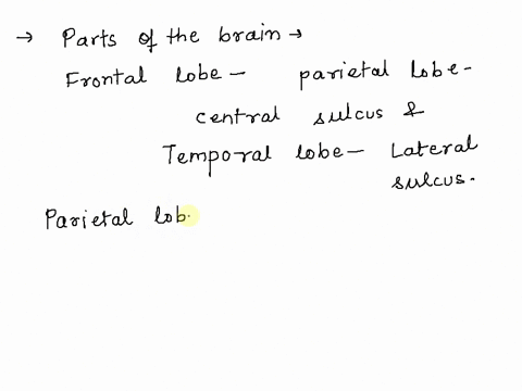 dentify-lobes-on-human-brain-from-the-superior-view-frontal-lobe-anterior-occipital-lobe-parietal-lobe-temporal-lobe-posterior-81076