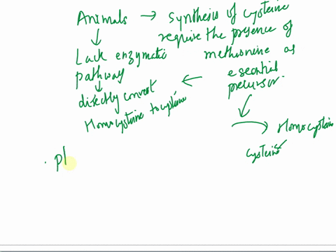 a-explain-why-cysteine-synthesis-in-animals-requires-methionine-whereas-cysteine-synthesis-in-plants-does-not-require-methionine-b-explain-why-phenylalanine-is-required-for-tyrosine-synthesi-75428