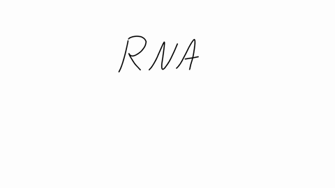 one-of-the-primary-functions-of-rna-molecules-is-to-transmit-genetic-information-to-offspring-make-a-copy-of-itself-thus-ensuring-genetic-continuity-function-in-the-synthesis-of-proteins-act-as-a-patt
